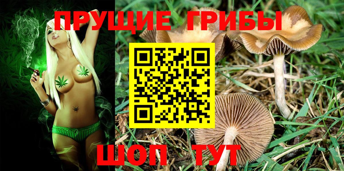Псилоцибиновые грибы мицелий Осинники